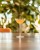Havaniets Daiquiri.jpg